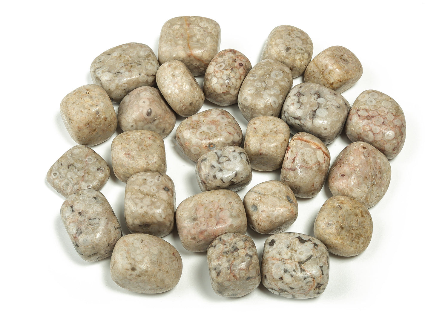 Fossil Coral Tumbled Stone - TU1113