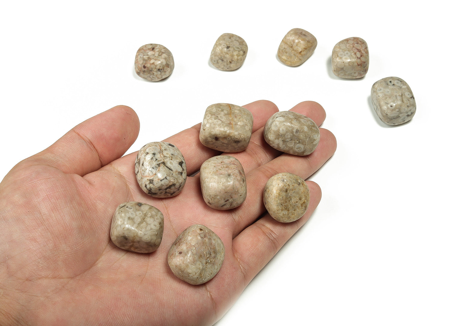 Fossil Coral Tumbled Stone - TU1113