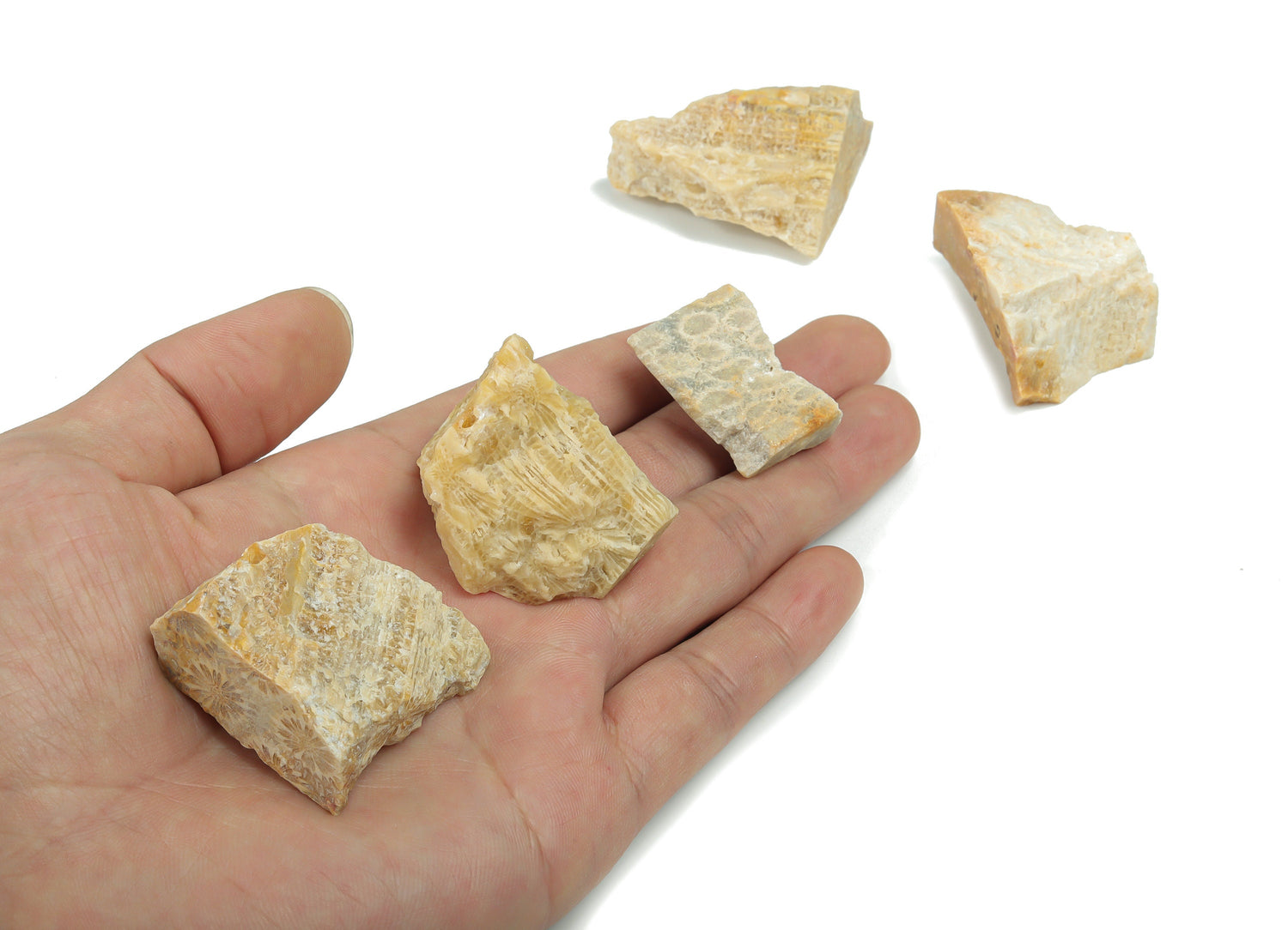 Raw Fossil Coral Gemstone - RA1068
