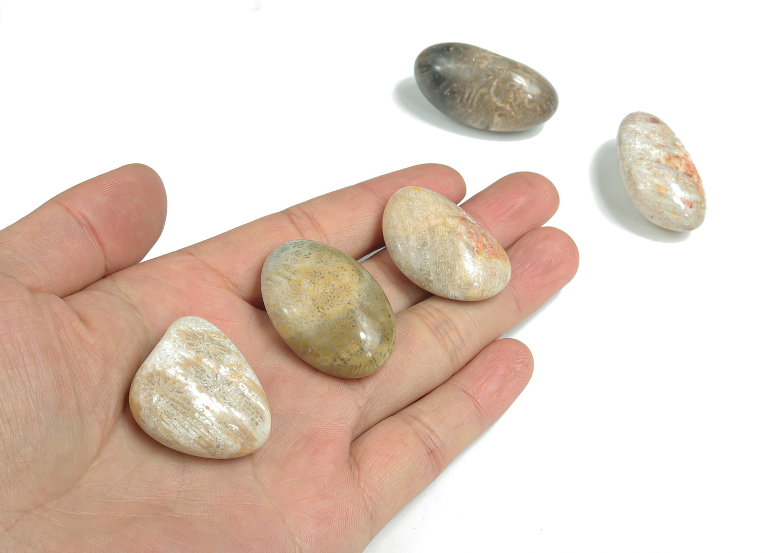 Fossil Coral Tumbled Stone - TU1157