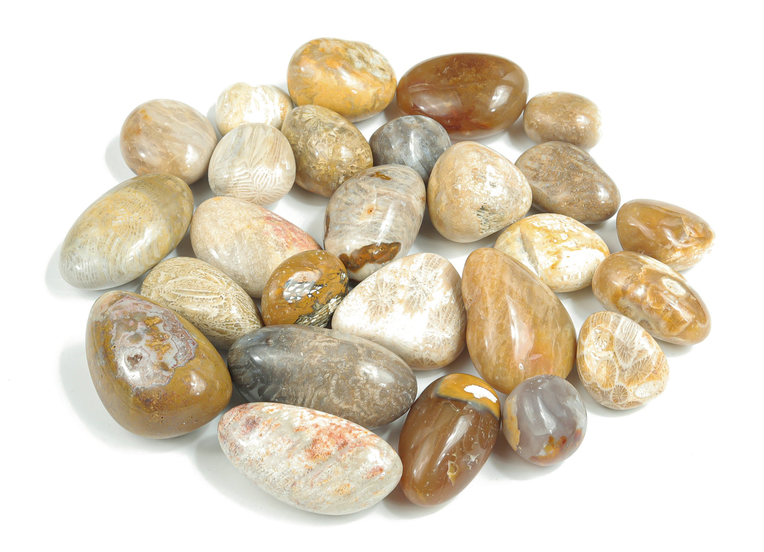 Fossil Coral Tumbled Stone - TU1157