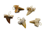 Natural shark tooth pendant wrapped in brass wire, showcasing a fossilized shark tooth with intricate wire wrapping detail.