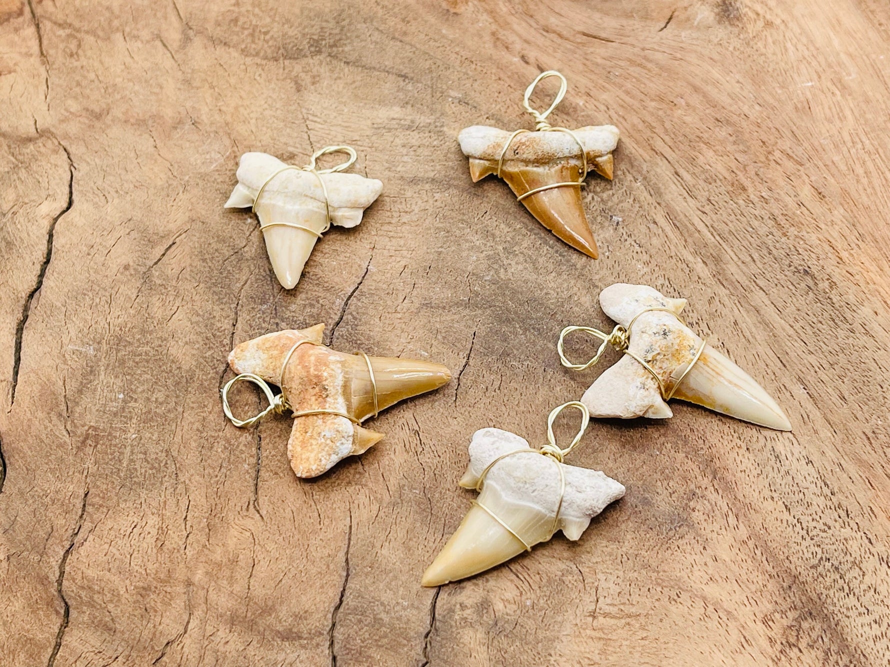 Natural shark tooth pendant wrapped in brass wire, featuring a fossil shark tooth on a cord necklace.