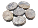 Fossil coral worry stone with smooth surface and natural patterns, measuring 4.5x3.5cm, from GemstoneGO.