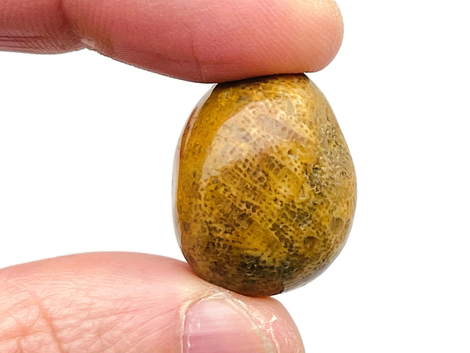 Fossil Coral Tumbled Stone - TU1233