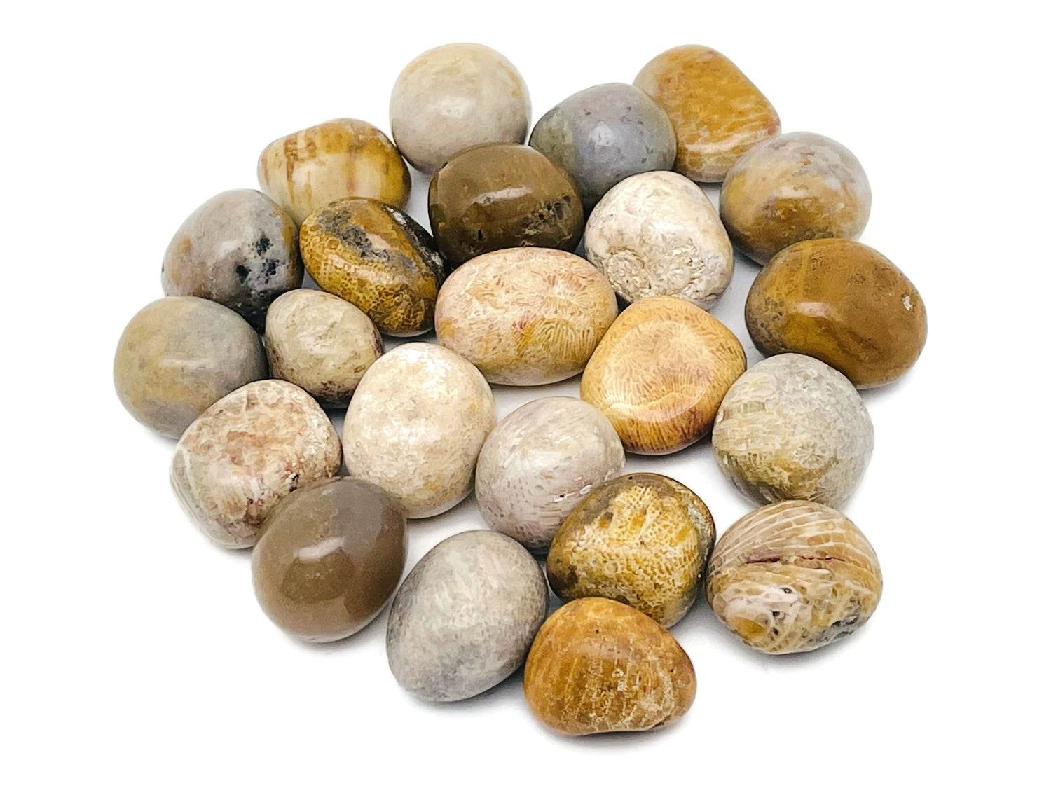 Fossil Coral Tumbled Stone - TU1233