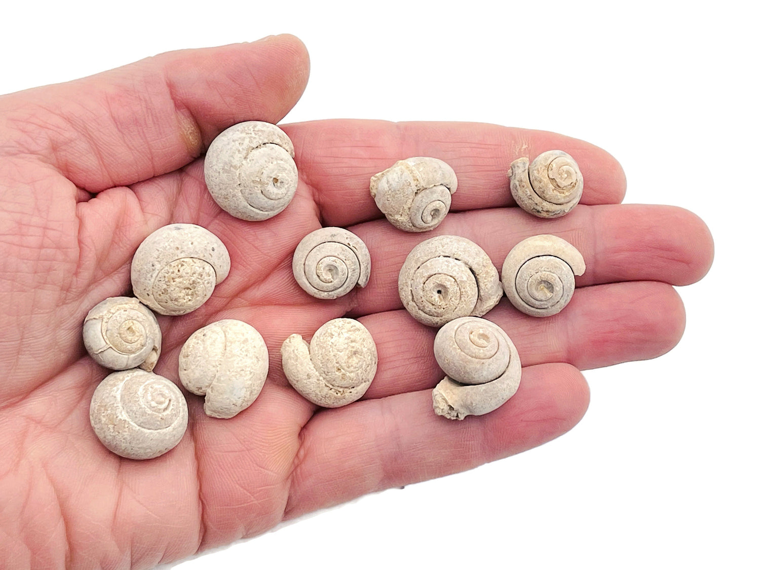 Ammonite Fossil - Pleurotomaria fossil - Small Ammonite from Madagascar - Fossil Collection - FO1005