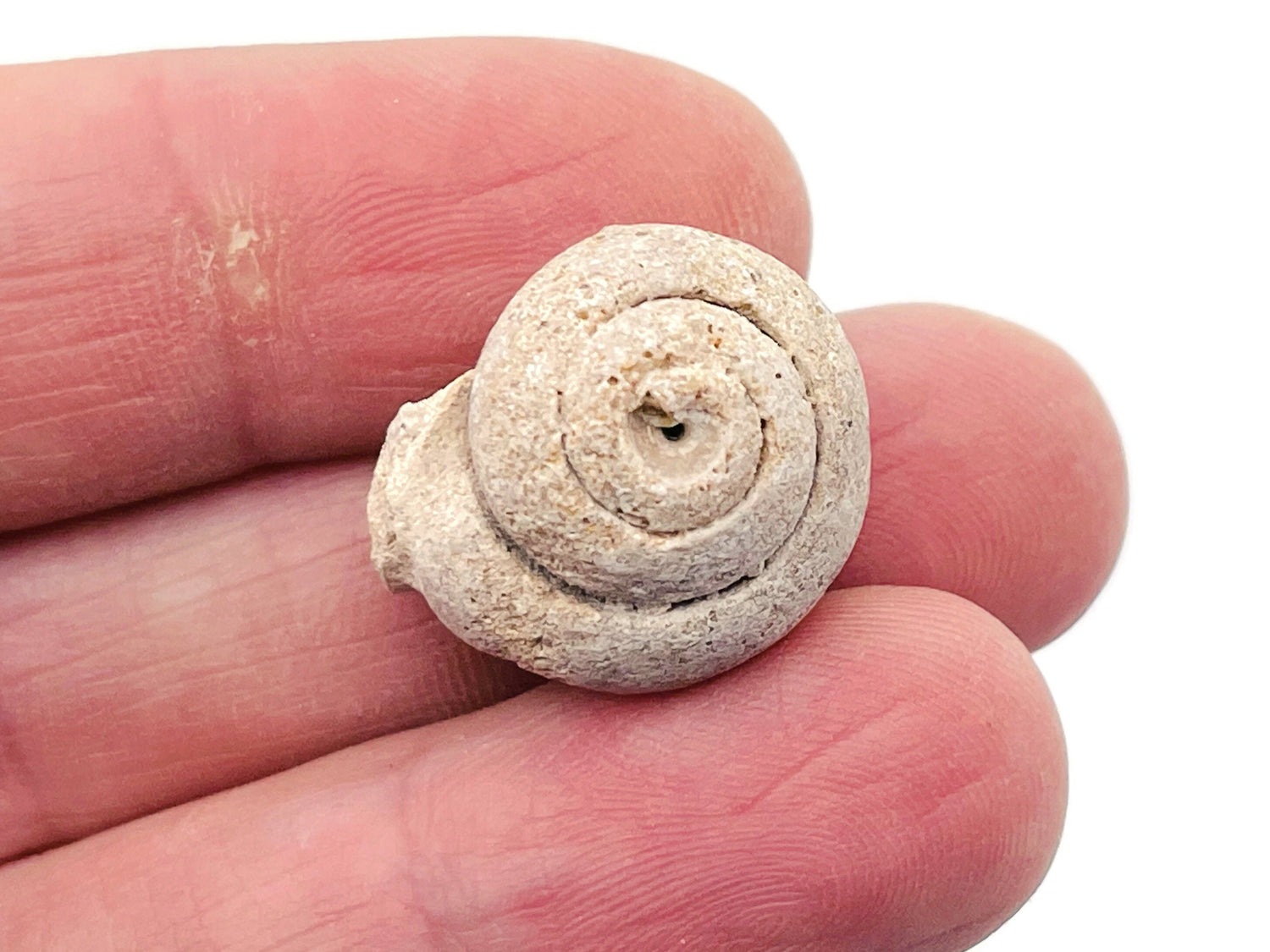Ammonite Fossil - Pleurotomaria fossil - Small Ammonite from Madagascar - Fossil Collection - FO1005