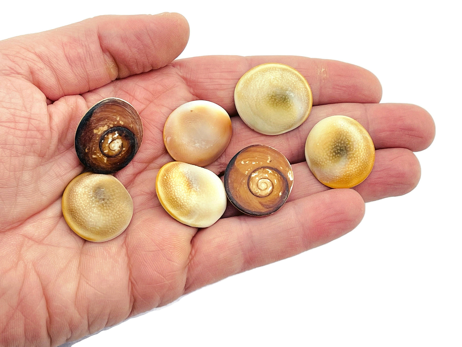 Shiva Eye Shell - Natural Round Shell Cabochon - Operculum Shell - Fossil Collection - FO1008