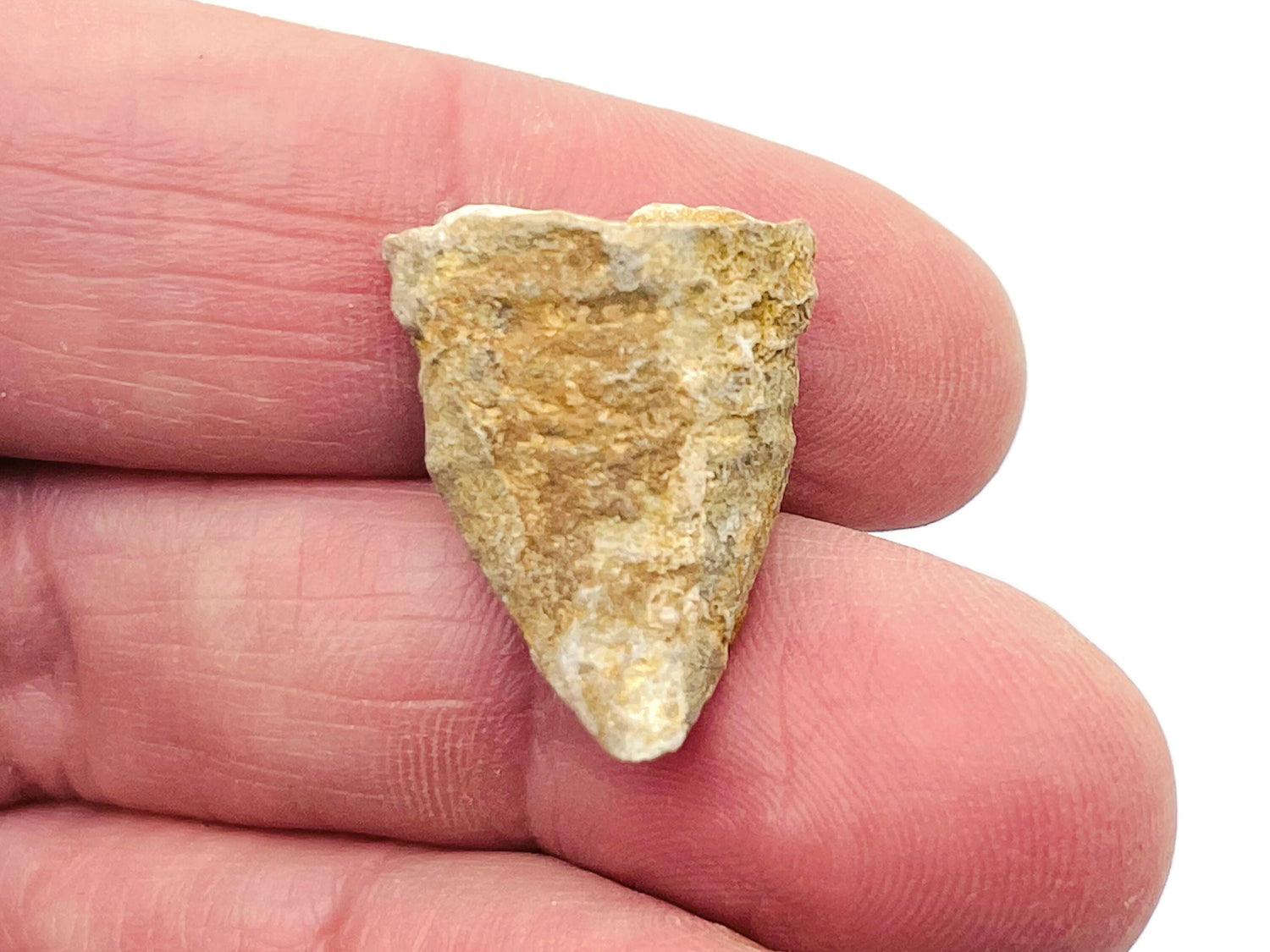 Calceola Sandalina Slipper Coral Fossil - Morocco Sea Fossil - Fossil Collection - FO1009