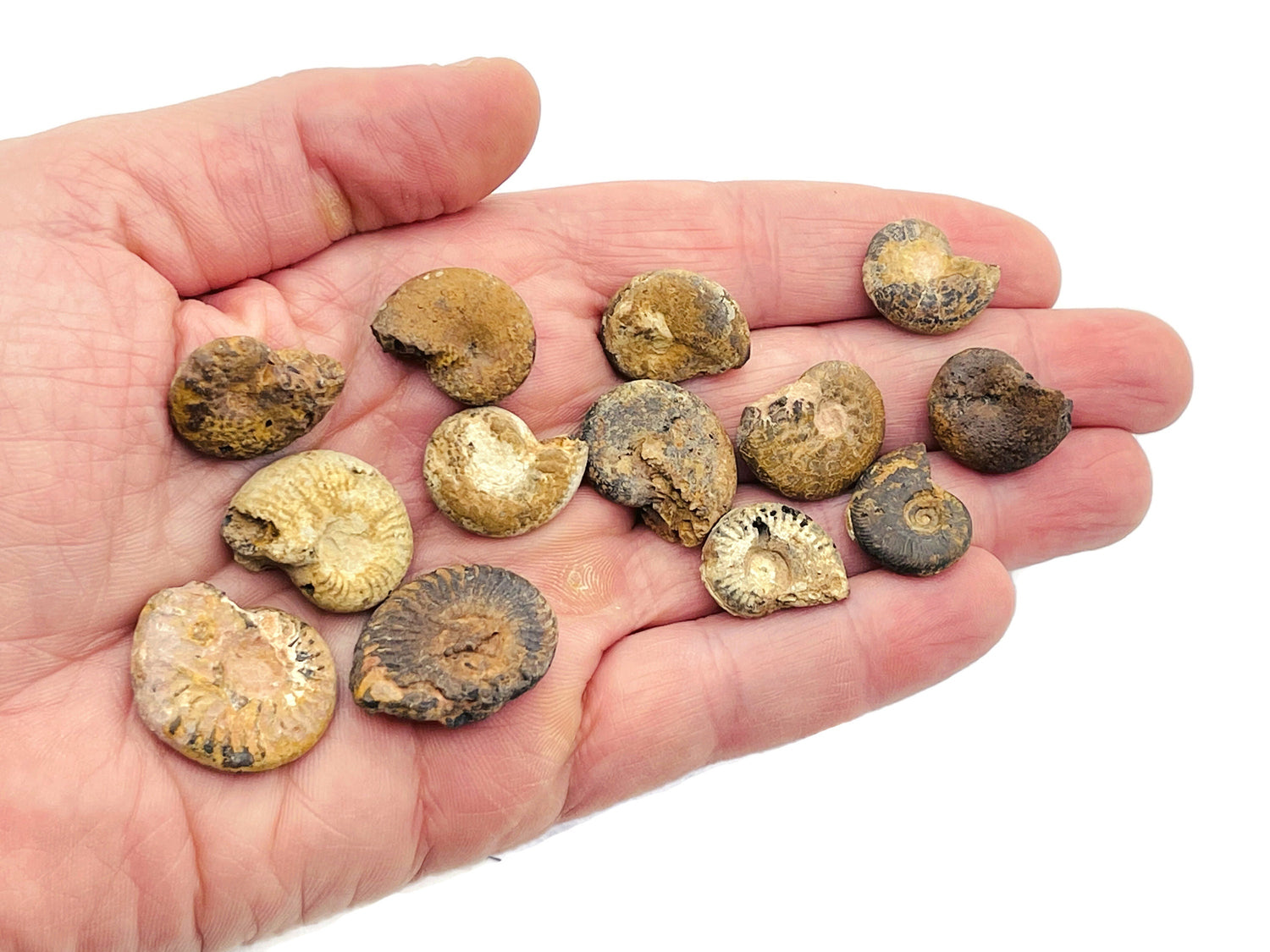 Ammonite Fossil - Nautilus Fossil - Fossil Conch - Mythological Fossils - Fossil Collection - FO1001