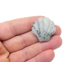 Labradorite sea shell carving gemstone, 30mm, with iridescent blue and gray hues, crafted by GemstoneGO.
