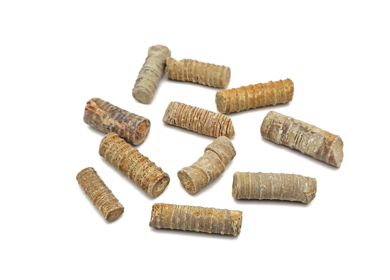 Crinoid Fossilized - Fossil Crinoid - Marine Life - Fossil Collection - FO1016