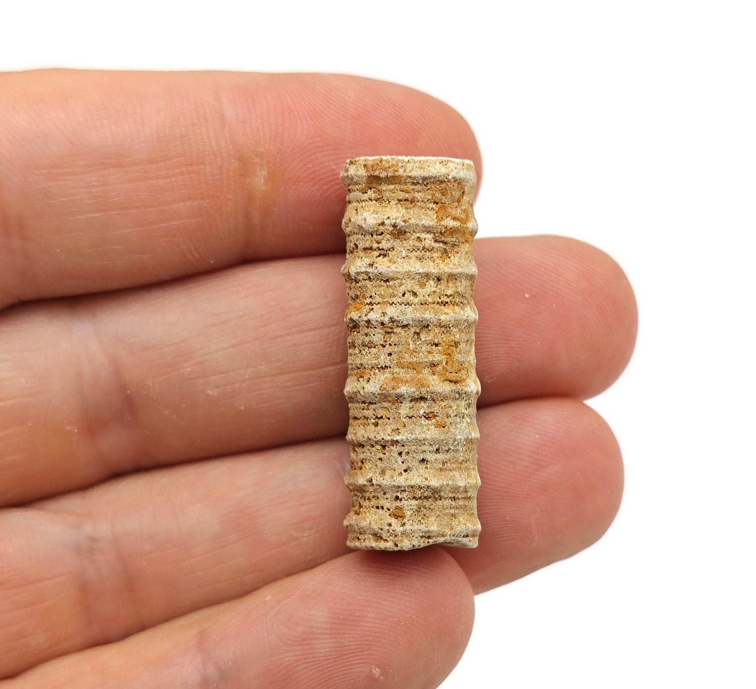 Crinoid Fossilized - Fossil Crinoid - Marine Life - Fossil Collection - FO1016