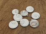 Shiva shell gemstone pendant from GemstoneGO featuring a polished shell with natural patterns on a silver chain.
