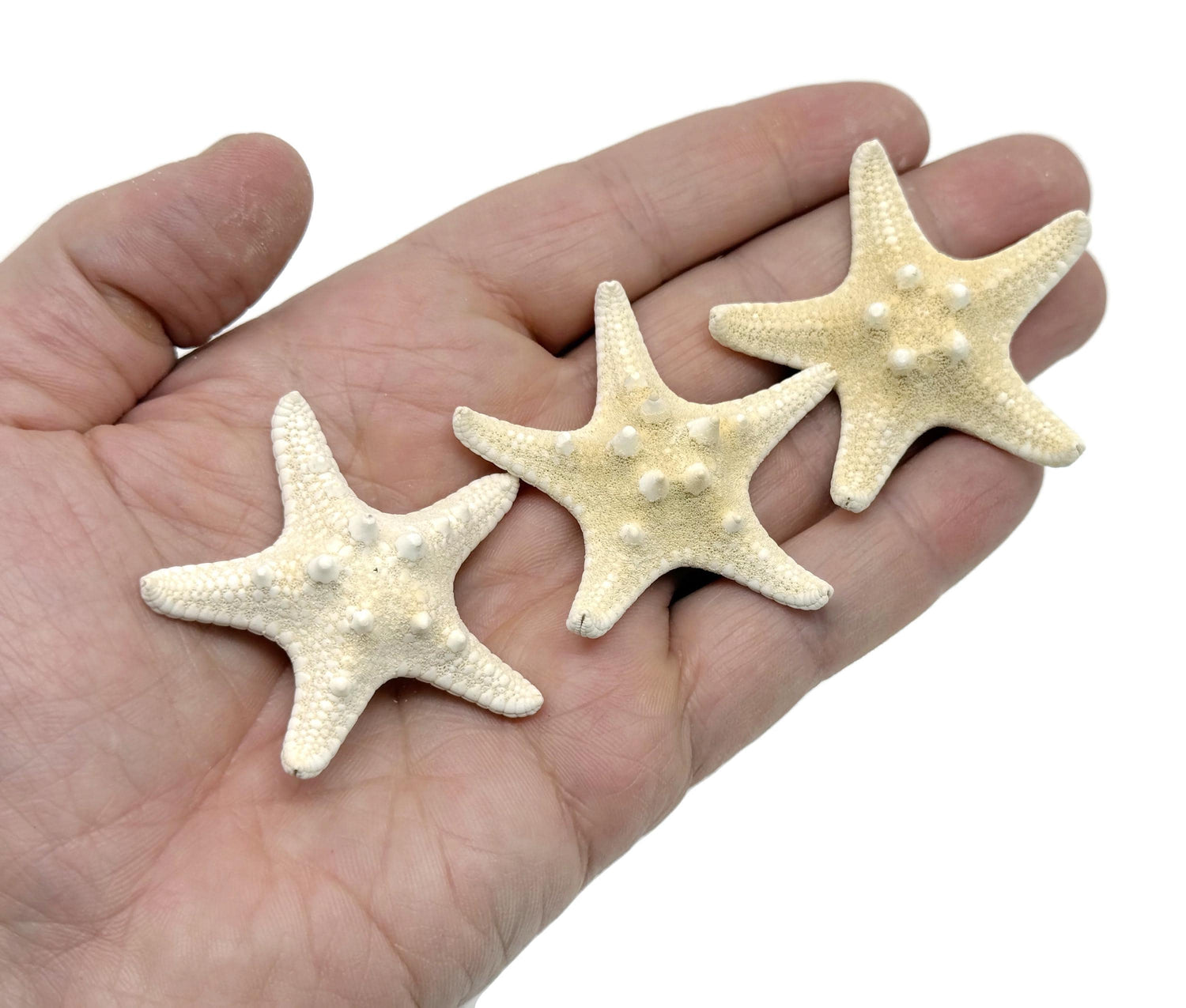 Natural White Knobby Starfish - Aquarium Decoration Starfish - Sea Stones - Fossil Collection - FO1031