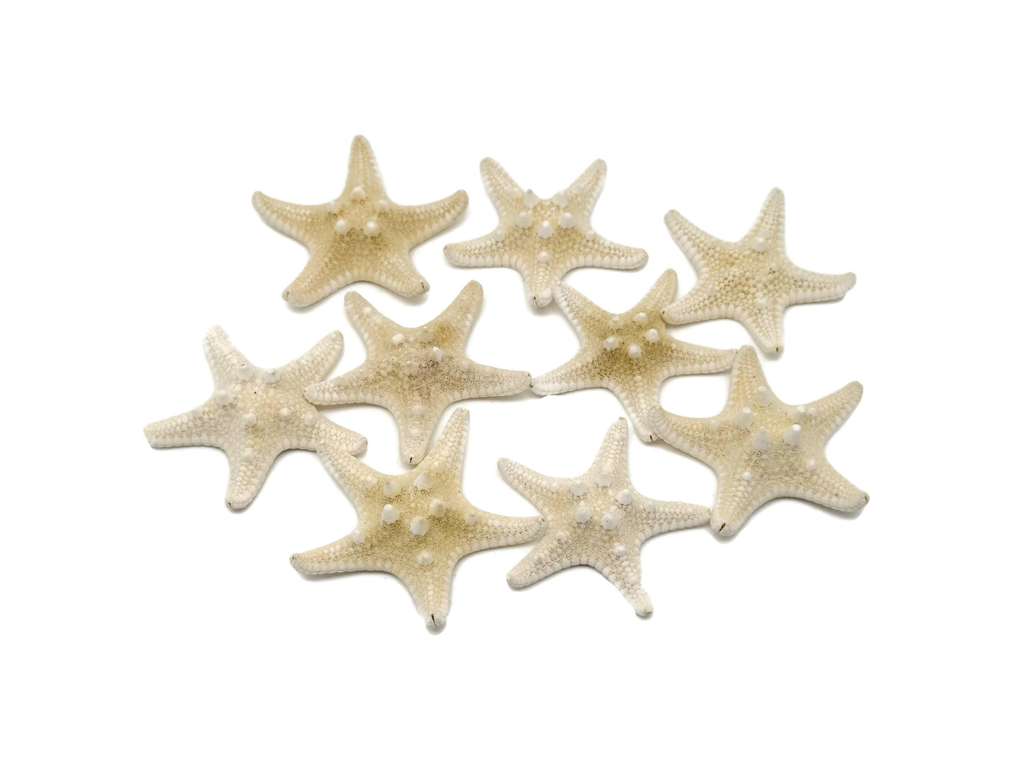 Natural White Knobby Starfish - Aquarium Decoration Starfish - Sea Stones - Fossil Collection - FO1031