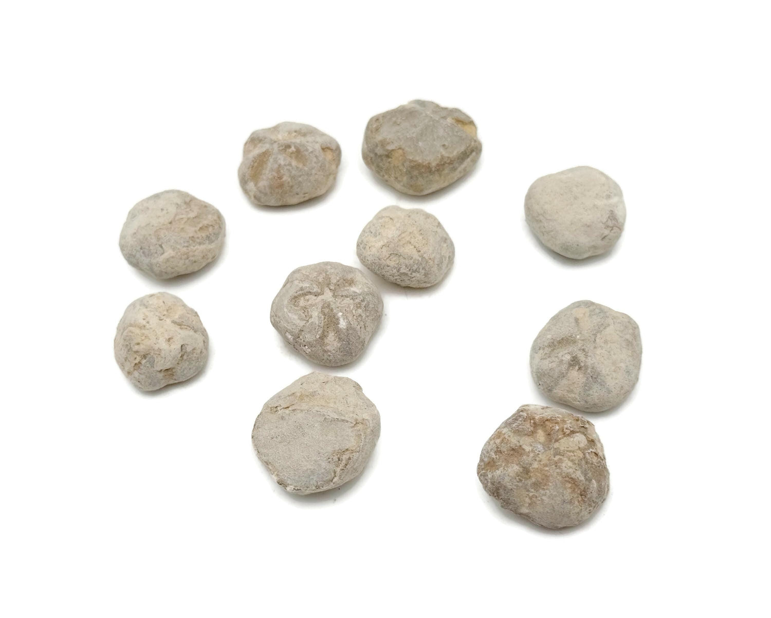 Urchin Fossil - Fossil Sea Urchin - Fossil Collection - FO1033