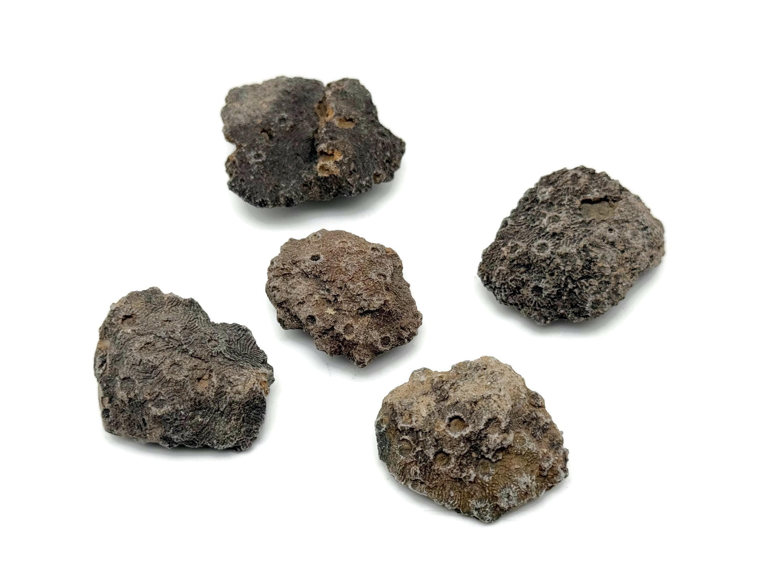 Honeycomb Coral Fossil - Minerals - Fossil Specimen - Fossil Collection - FO1037