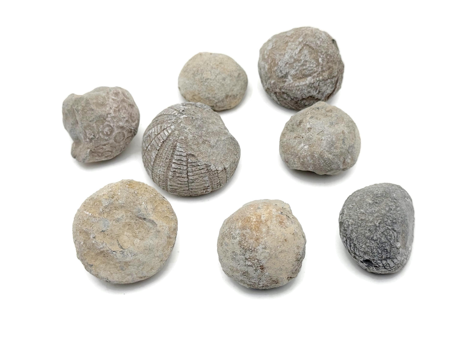 Rare Echinoid Fossil - Fossilization - Fossil Collection - FO1039