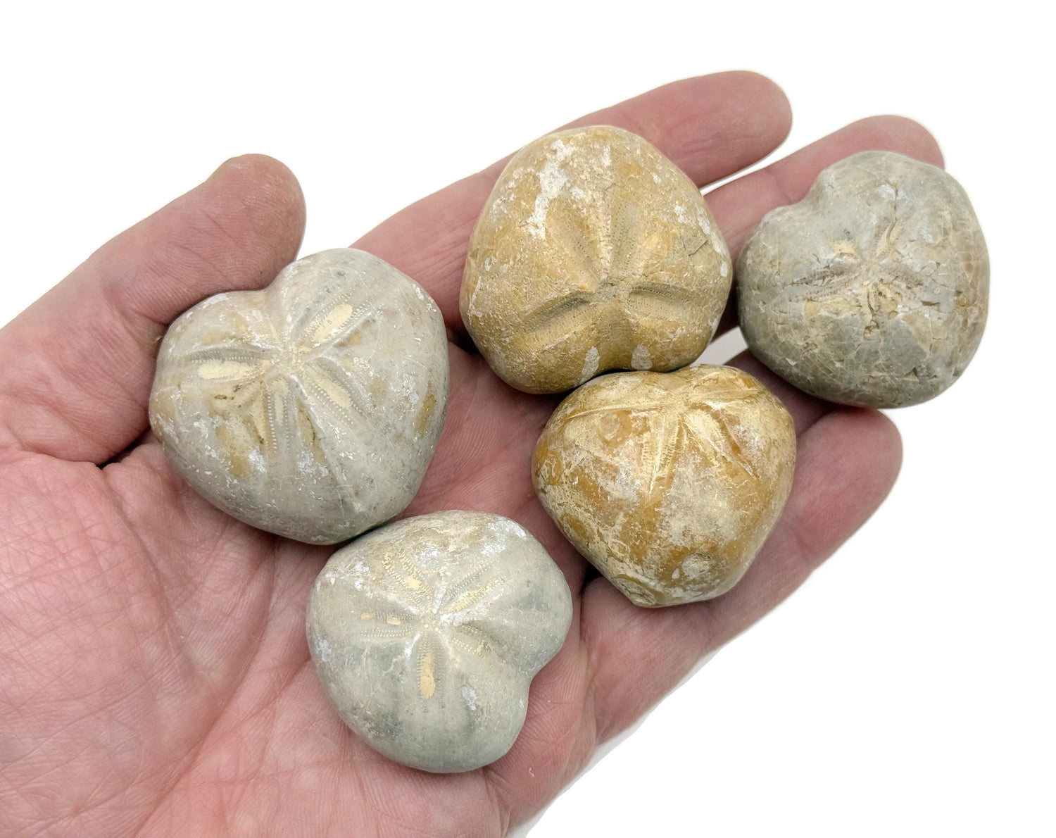 Hemiaster Fossil - Fossil Collection - RA1095