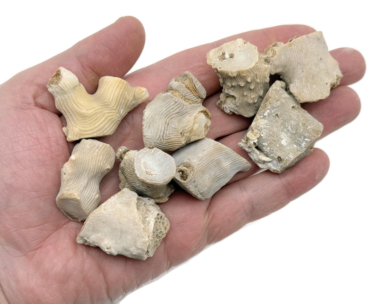 Ammonite oursin de mer - Fossile d'oursin - Spécimen fossilisé - Pièce de collection - Cadeau idéal pour les collectionneurs - RA1185