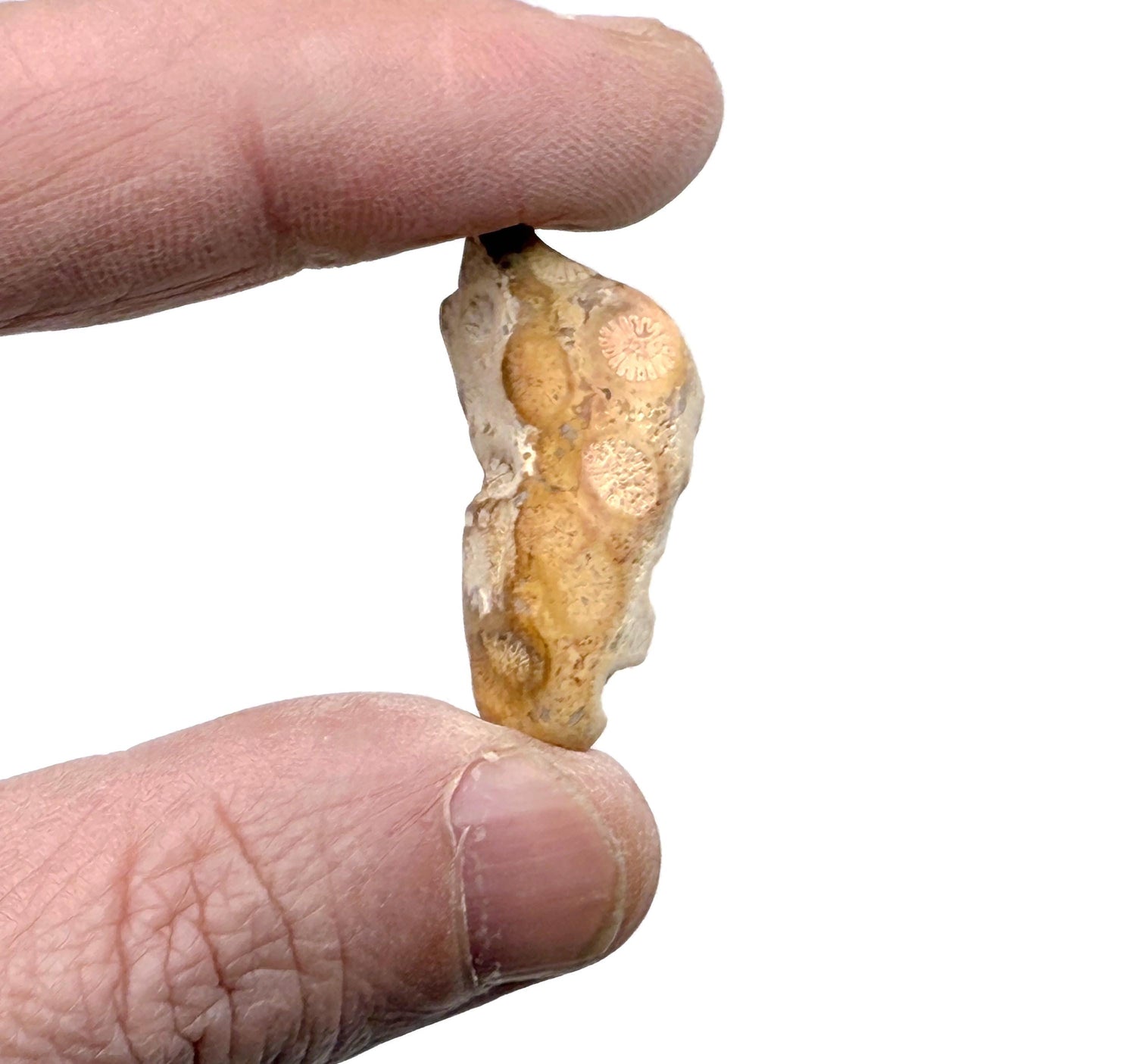 Indonesian Coral Jade Stone - Tumbled Stone - FO1042