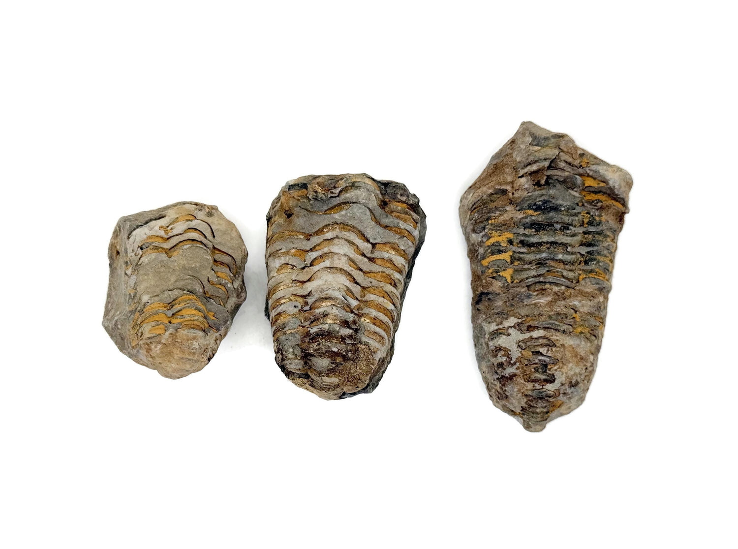 Trilobite Fossil - Moroccan Trilobites - Fossil Collection