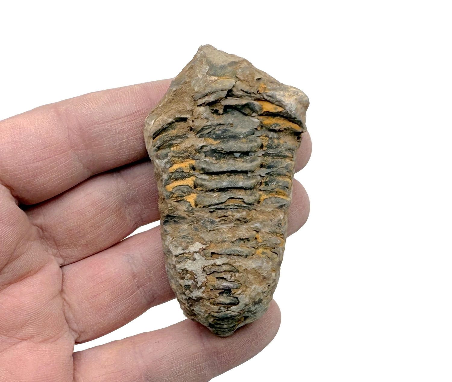 Trilobite Fossil - Moroccan Trilobites - Fossil Collection