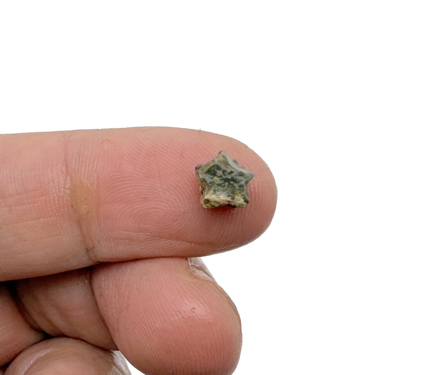 Crinoid Star Fossil - Fossilization - Fossil Collection - FO1047