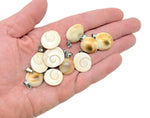 Shiva shell pendant from GemstoneGO featuring a polished gemstone with intricate natural shell patterns.